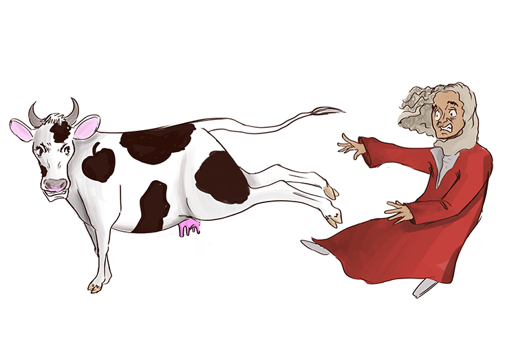 The cow kicks Sir Issac Newton back with an equal and opposite force.